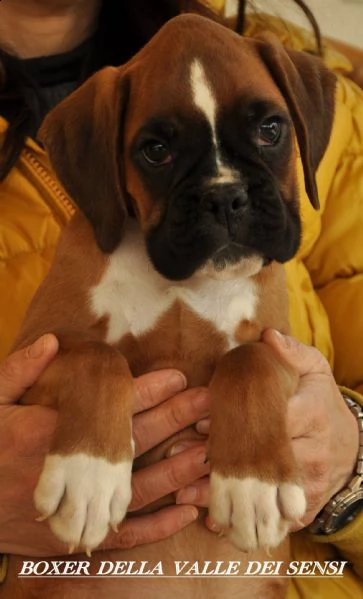 boxer vendo cuccioli boxer trento | Foto 6