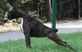 boxer cuccioli vendo a bologna e ferrara | Foto 6