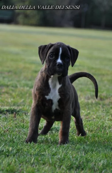 boxer cuccioli vendo a modenaallevamento boxer a modena