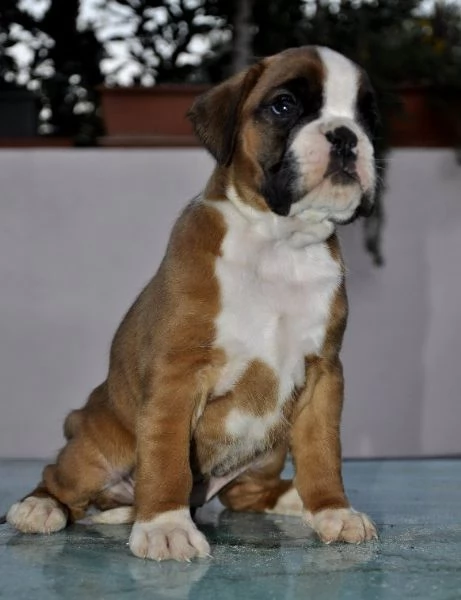 boxer cuccioli vendo a modenaallevamento boxer a modena | Foto 4