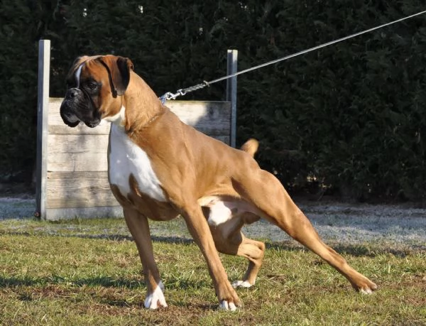 boxer cuccioli e cuccioloni vendo a trento