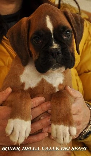 boxer cuccioli e cuccioloni vendo a trento | Foto 5