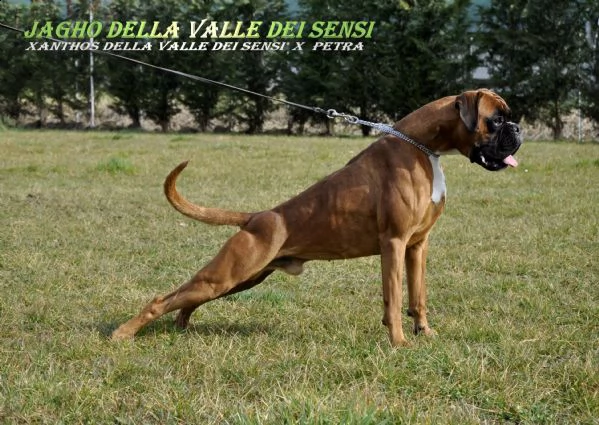 boxer cuccioli e cuccioloni vendo a trento | Foto 4