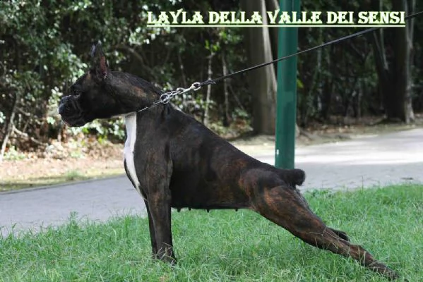 allevamento boxer della valle dei sensi- cuccioli boxer vendo | Foto 4