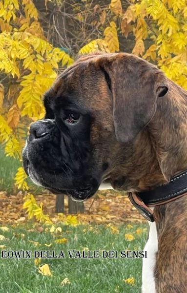 allevamento boxer della valle dei sensi- cuccioli boxer vendo | Foto 3