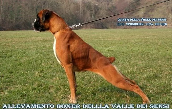allevamento boxer della valle dei sensi- cuccioli boxer vendo | Foto 2