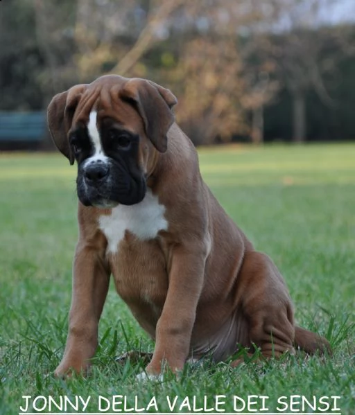 boxer cuccioli vendo a pordenone e in friuli- allevamenti boxer in friuli | Foto 5
