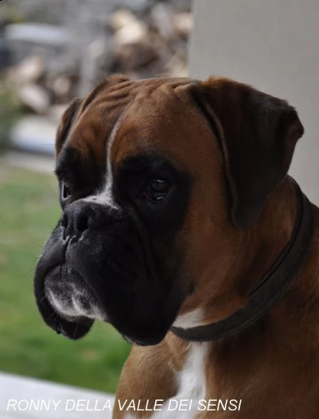 boxer cuccioli vendo a pordenone e in friuli- allevamenti boxer in friuli | Foto 4