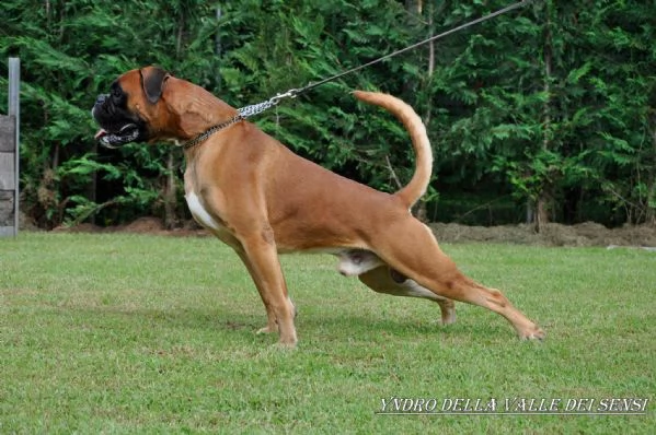 boxer cuccioli vendo a pordenone e in friuli- allevamenti boxer in friuli | Foto 3