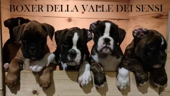 boxer cuccioli vendo a pordenone e in friuli- allevamenti boxer in friuli | Foto 2
