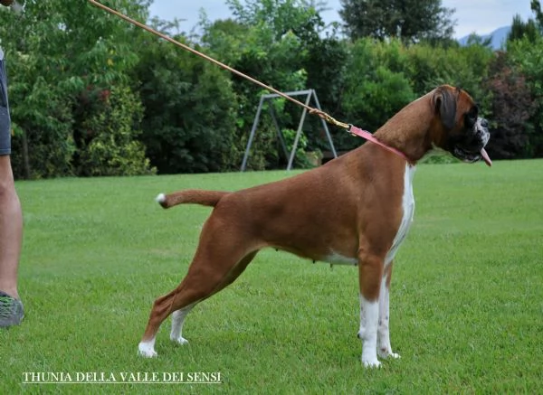 boxer cuccioli vendo a pordenone e in friuli- allevamenti boxer in friuli | Foto 1