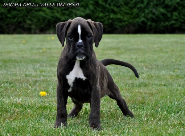 boxer cuccioli vendo a pordenone e in friuli- allevamenti boxer in friuli | Foto 0