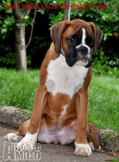 boxer cuccioli vendita e consegne in tutta italiadella valle dei sensi boxer | Foto 2