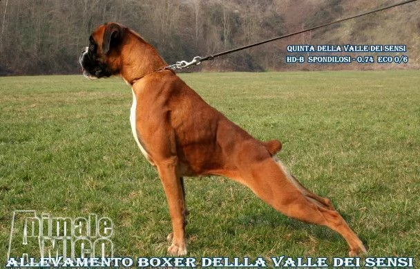 boxer cuccioli vendita e consegne in tutta italiadella valle dei sensi boxer | Foto 1