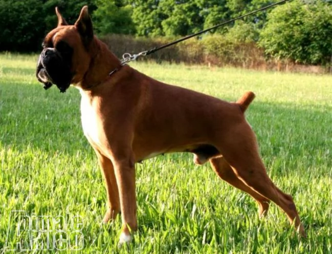 boxer cuccioli vendita e consegne in tutta italiadella valle dei sensi boxer