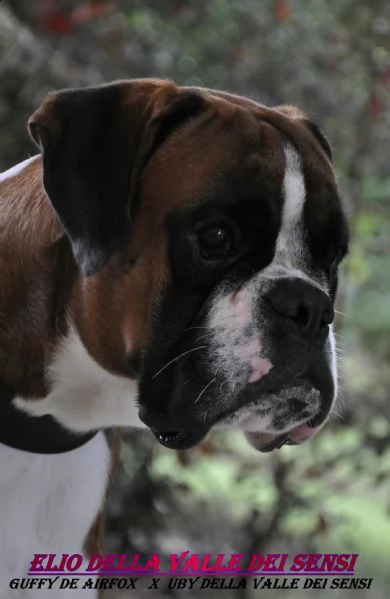 boxer cuccioli selezionati vendo | Foto 3