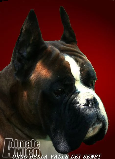 boxer cuccioli e cuccioloni vendo a trento