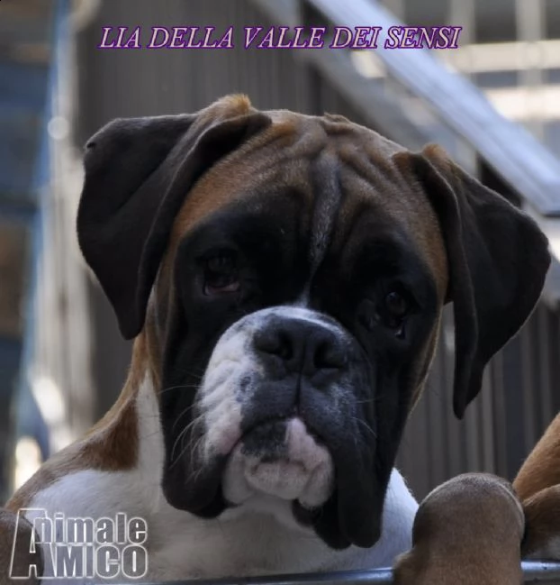 boxer vendo a gorizia -allevamenti boxer in friuli venezia giulia | Foto 9