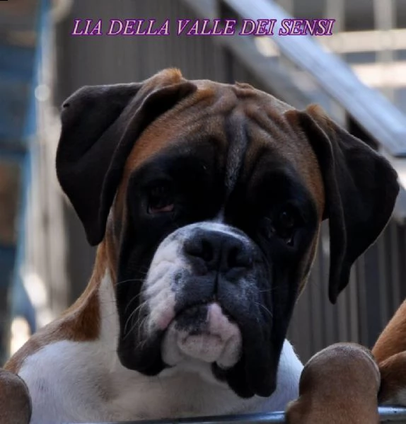 boxer vendo a gorizia -allevamenti boxer in friuli venezia giulia | Foto 8