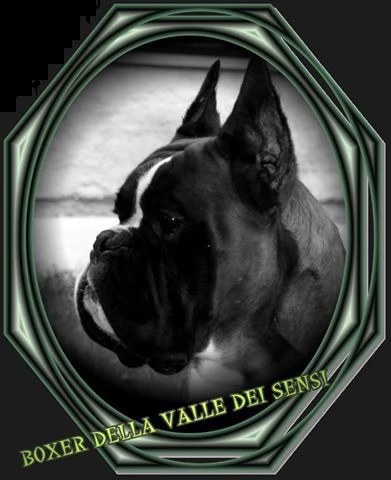 boxer vendo a gorizia -allevamenti boxer in friuli venezia giulia | Foto 7