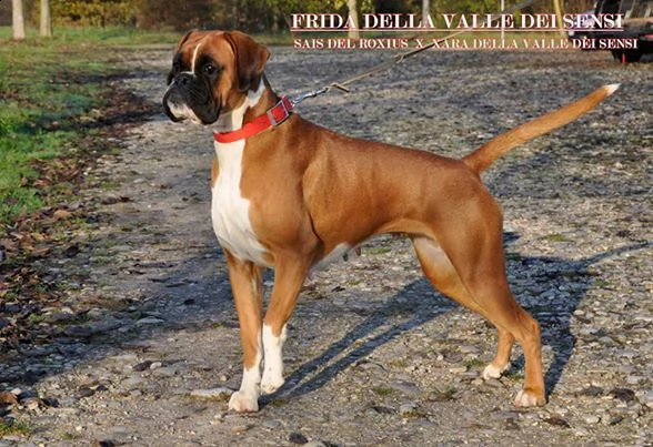 boxer vendo a gorizia -allevamenti boxer in friuli venezia giulia | Foto 6