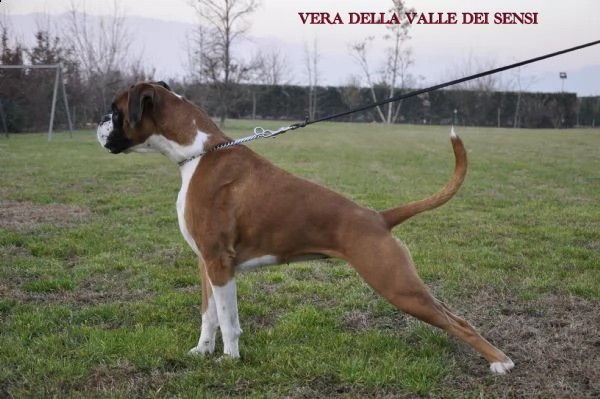 boxer vendo a gorizia -allevamenti boxer in friuli venezia giulia | Foto 5