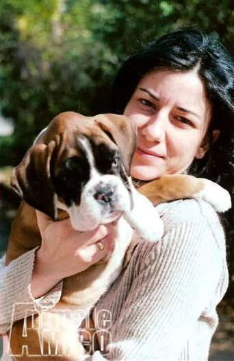 boxer vendo a gorizia -allevamenti boxer in friuli venezia giulia | Foto 4