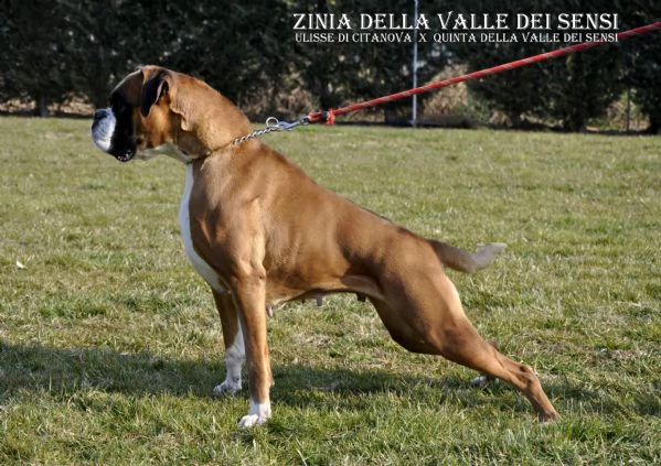 boxer vendo a gorizia -allevamenti boxer in friuli venezia giulia | Foto 3