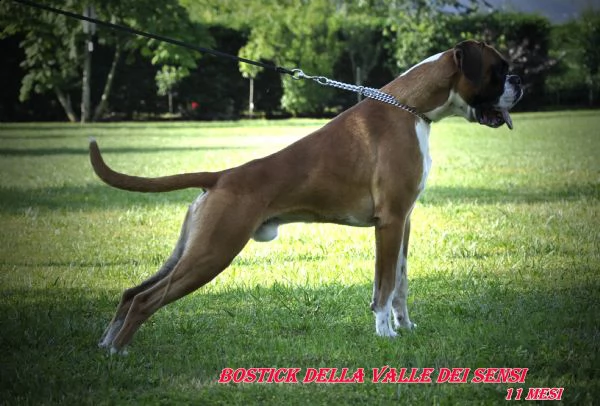 boxer vendo a gorizia -allevamenti boxer in friuli venezia giulia | Foto 1