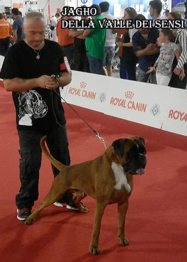 allevamenti boxer | Foto 10