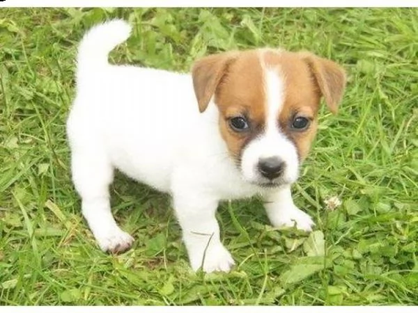 vendita cucciolo cuccioli jack russell pelo ruvido 