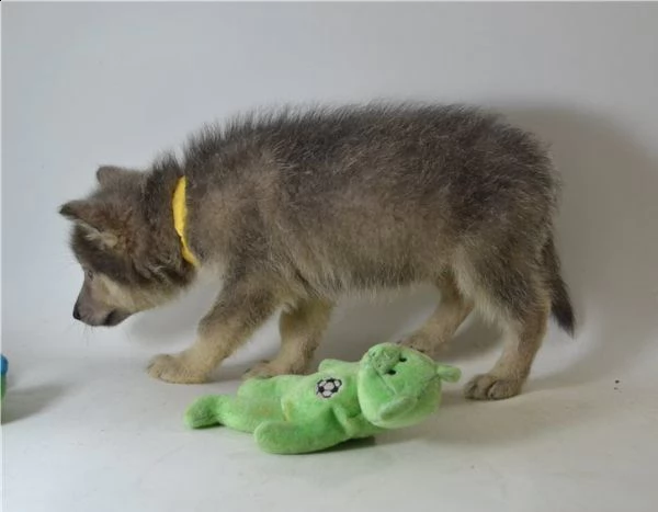 pronti cuccioli di cane lupo cecoslovacco