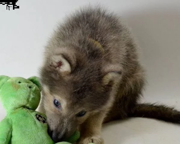 pronti cuccioli di cane lupo cecoslovacco | Foto 1