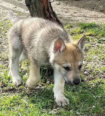 pronti cuccioli di cane lupo cecoslovacco | Foto 0