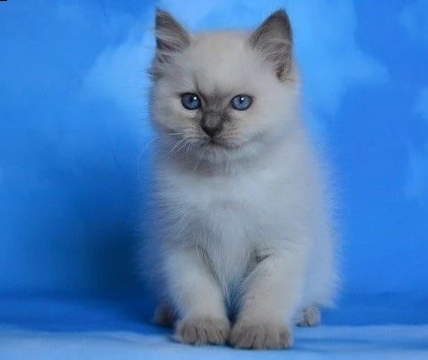 ragdoll anfi pedigree di 75gg | Foto 2