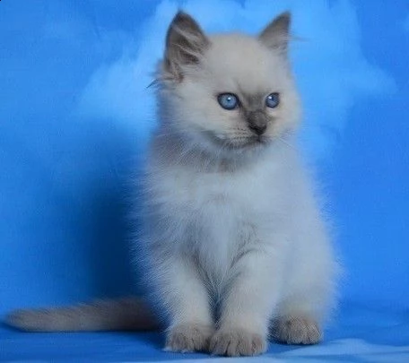ragdoll anfi pedigree di 75gg | Foto 0