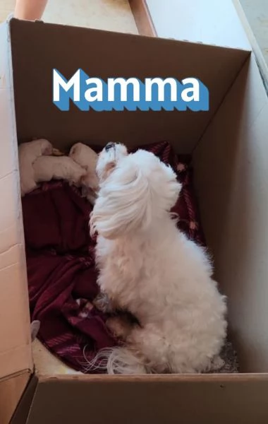 Vendo cuccioli maltese | Foto 4