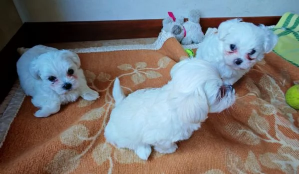 Vendo cuccioli maltese | Foto 1