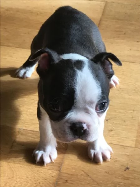 adorabile e affettuosi boston terrier | Foto 2