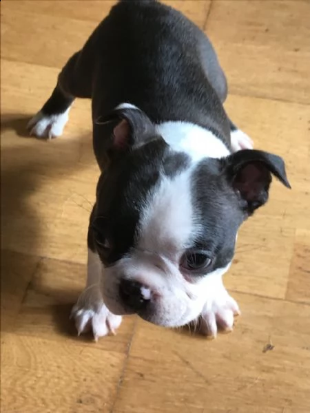 adorabile e affettuosi boston terrier | Foto 1