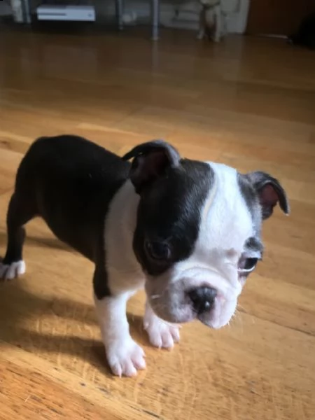 adorabile e affettuosi boston terrier | Foto 0