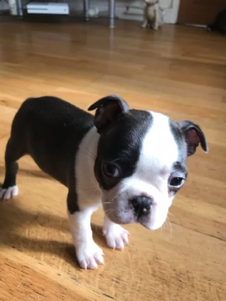adorabile e affettuosi boston terrier