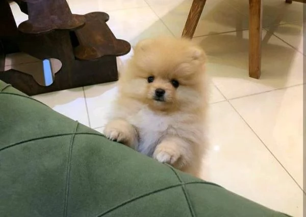 spitz pomerania toy bellissimi e gioiosi di 70 giorni maschi e femmine