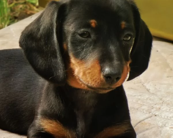cuccioli di bassotto nano fulvo | Foto 0