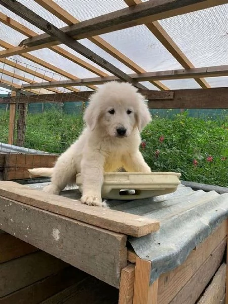 adorabili e affascinanti cuccioli pastore maremmano | Foto 0