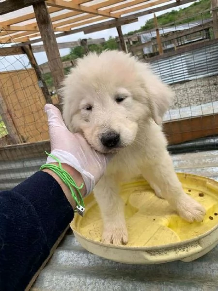 adorabili e affascinanti cuccioli pastore maremmano