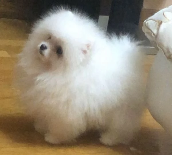  spitz pomerania nano 