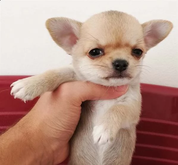 ipertipici meravigliosi chihuahua con pedigree enci  | Foto 0
