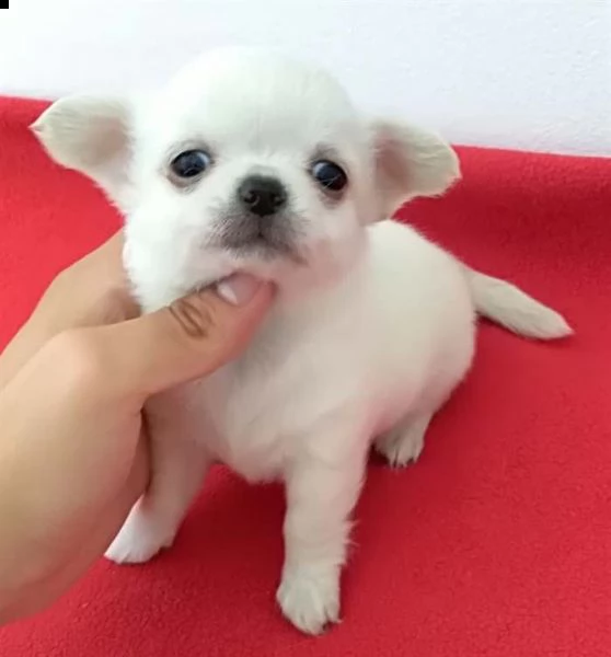 ipertipici meravigliosi chihuahua con pedigree enci 