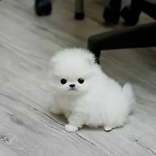 cuccioli di spitz nano di taglia toy maschio e femmina adesso hanno 70 g